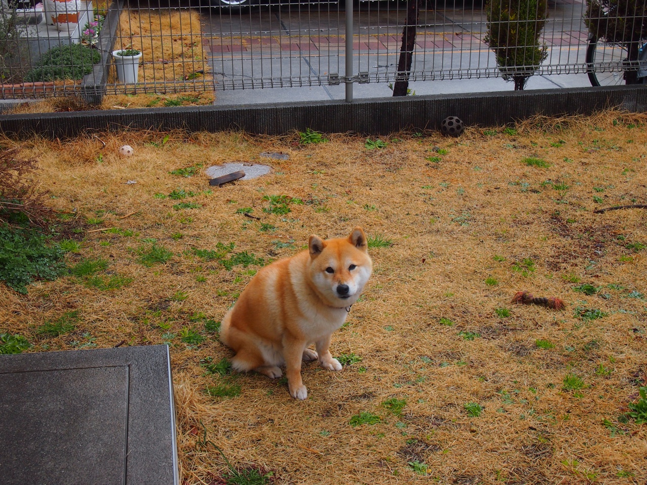 “未来之星：全国青少年足球明星比赛火爆举行”，2021足球未来之星